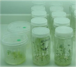 Horticultura Atuacao 2