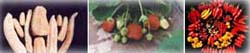 Horticultura Atuacao 3