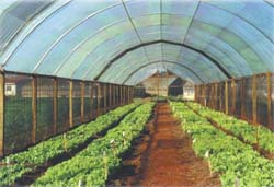 Horticultura Atuacao 4