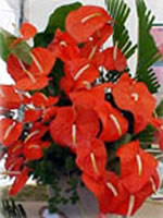 Horticultura Historico 1