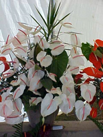 Horticultura Historico 1