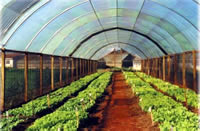 Horticultura Historico 4