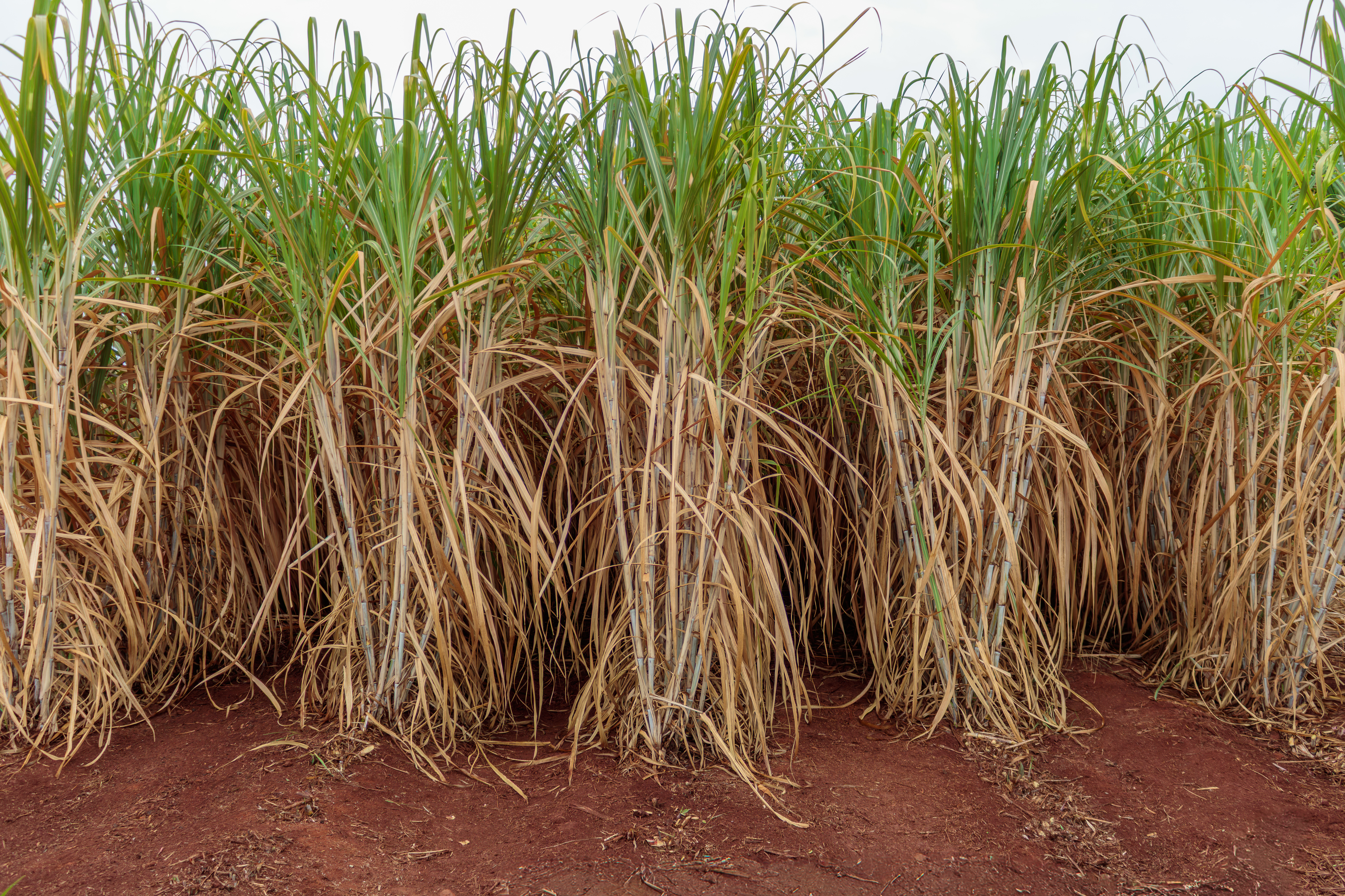 IAC reforça protagonismo em inovação e sustentabilidade na canavicultura em 2025