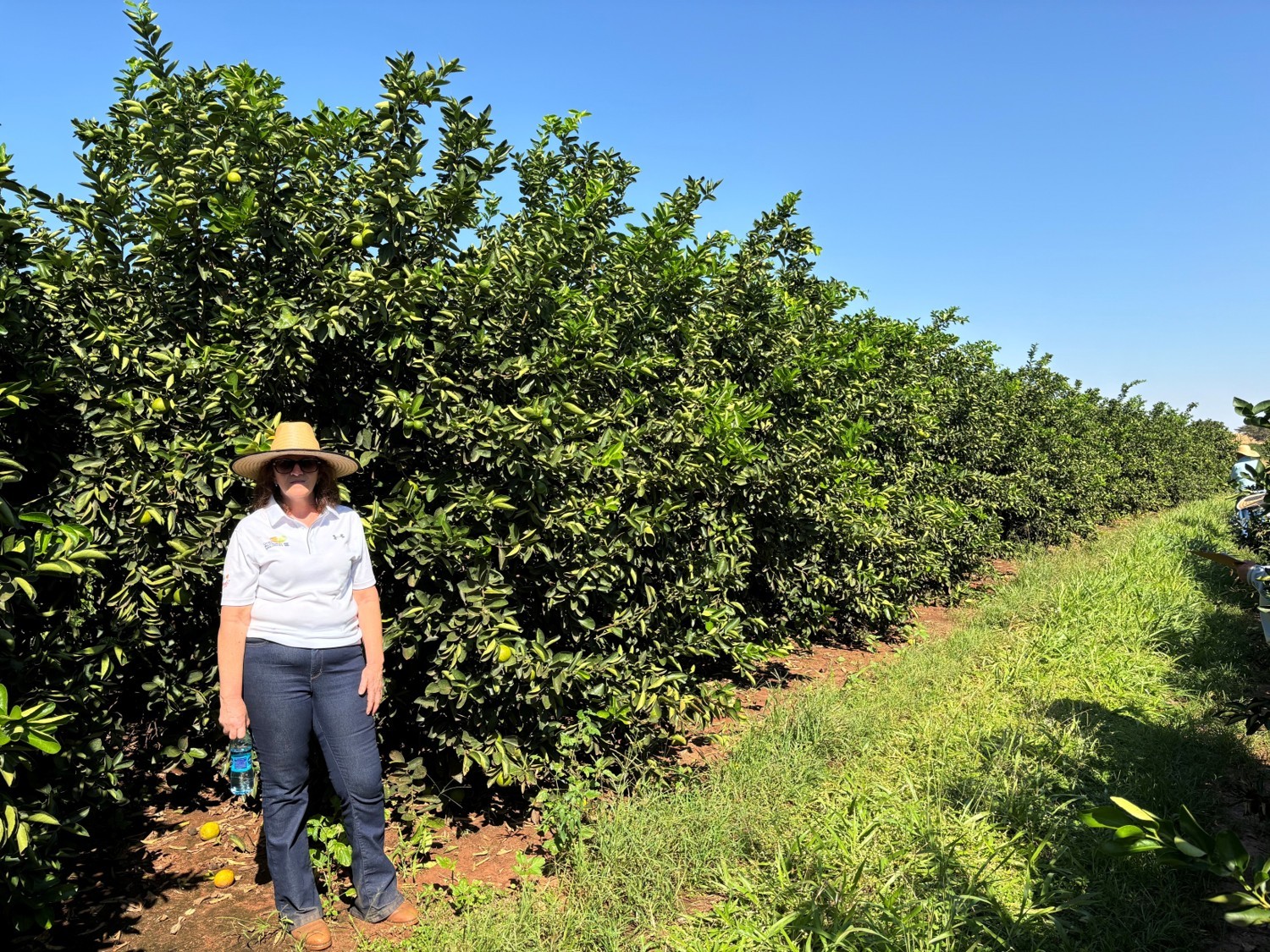 Pesquisa do IAC mostra que a produção e o porte da lima-ácida ‘Tahiti’ são diretamente influenciados pelo porta-enxerto
