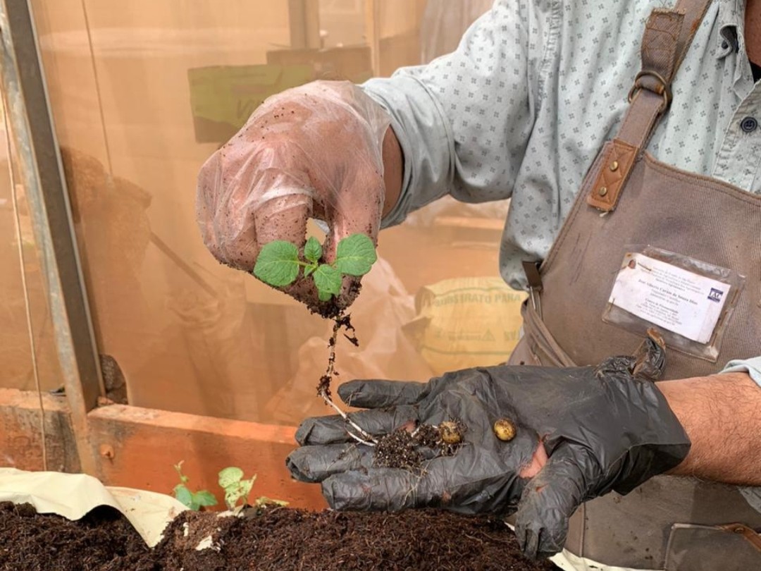 Projeto Plantando Batata com Ciência do IAC recebe o prêmio Eco Schools International Award Certificate