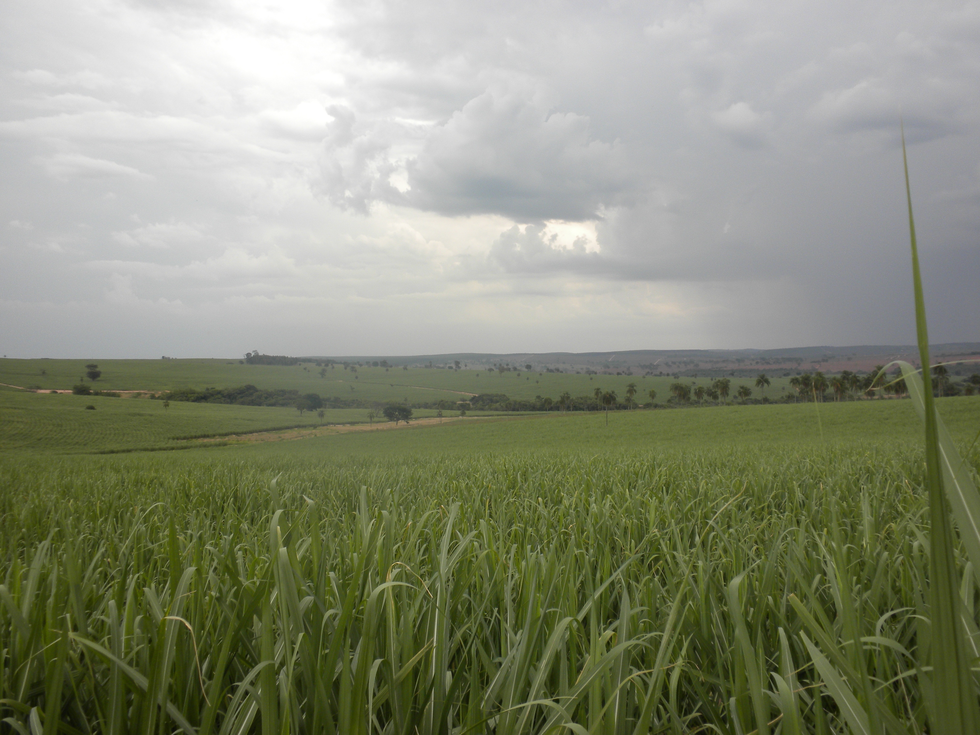 IAC traz orientações estratégicas para apoiar agricultores diante da alta nos preços de fertilizantes