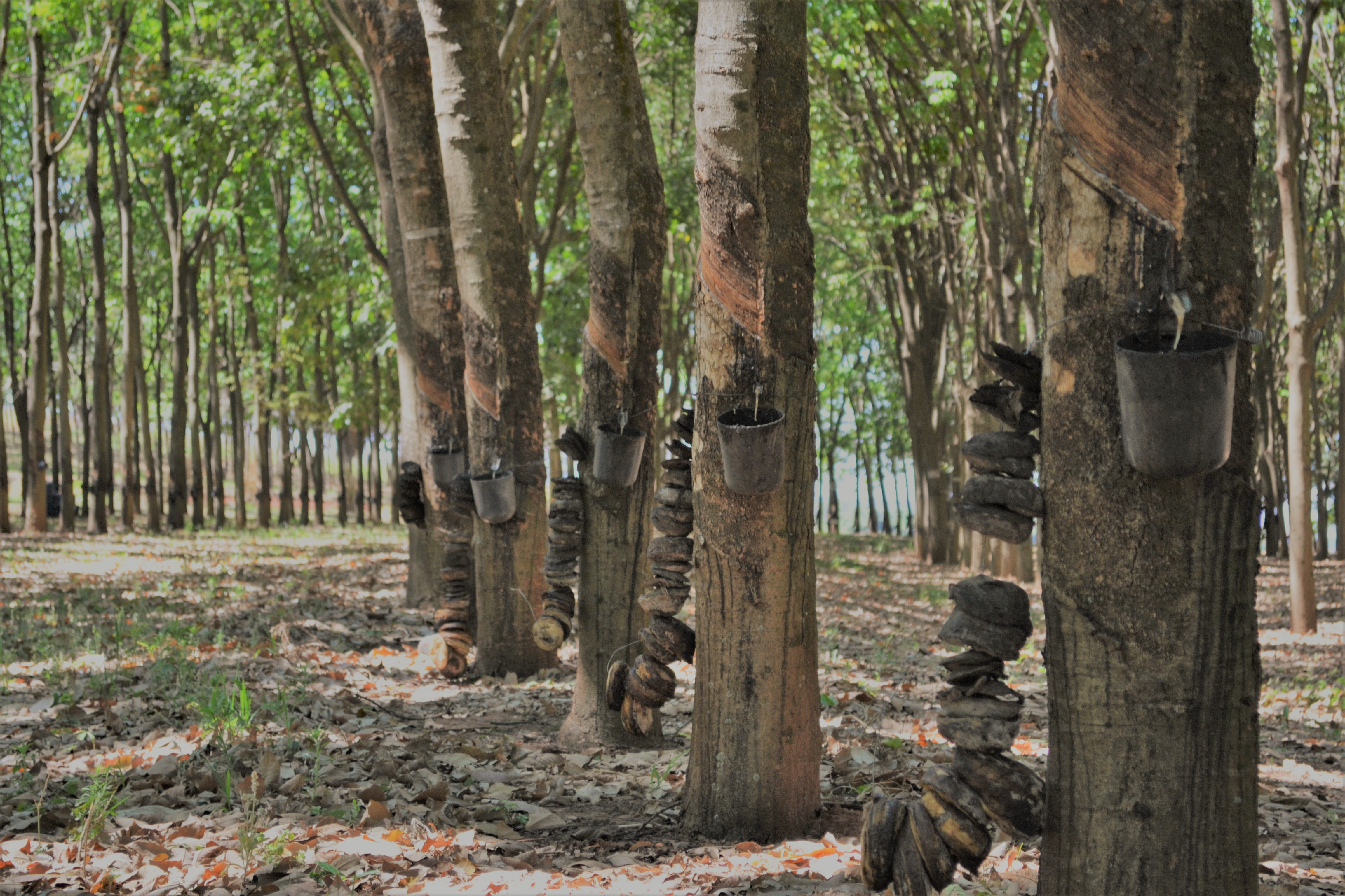 IAC realiza dia de campo sobre seringueira no dia 11 de junho